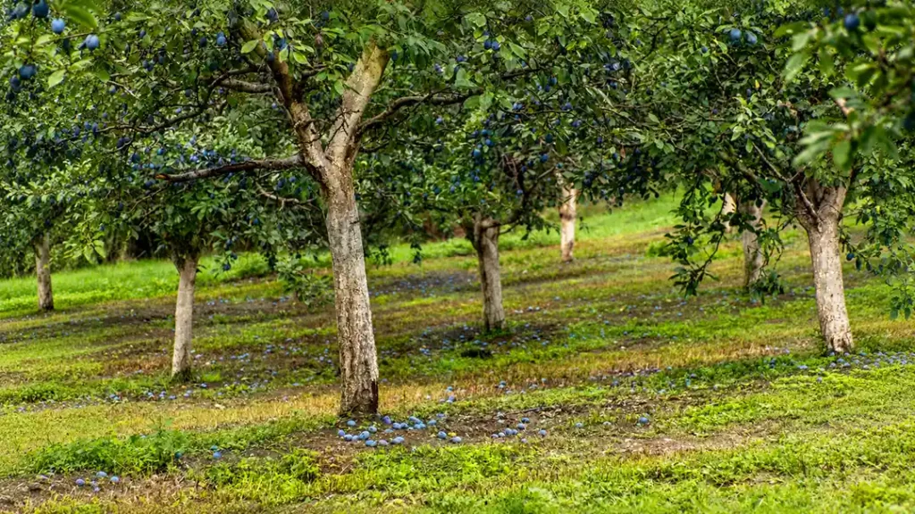Šljivik sa zrelim šljivama za proizvodnju domaće rakije